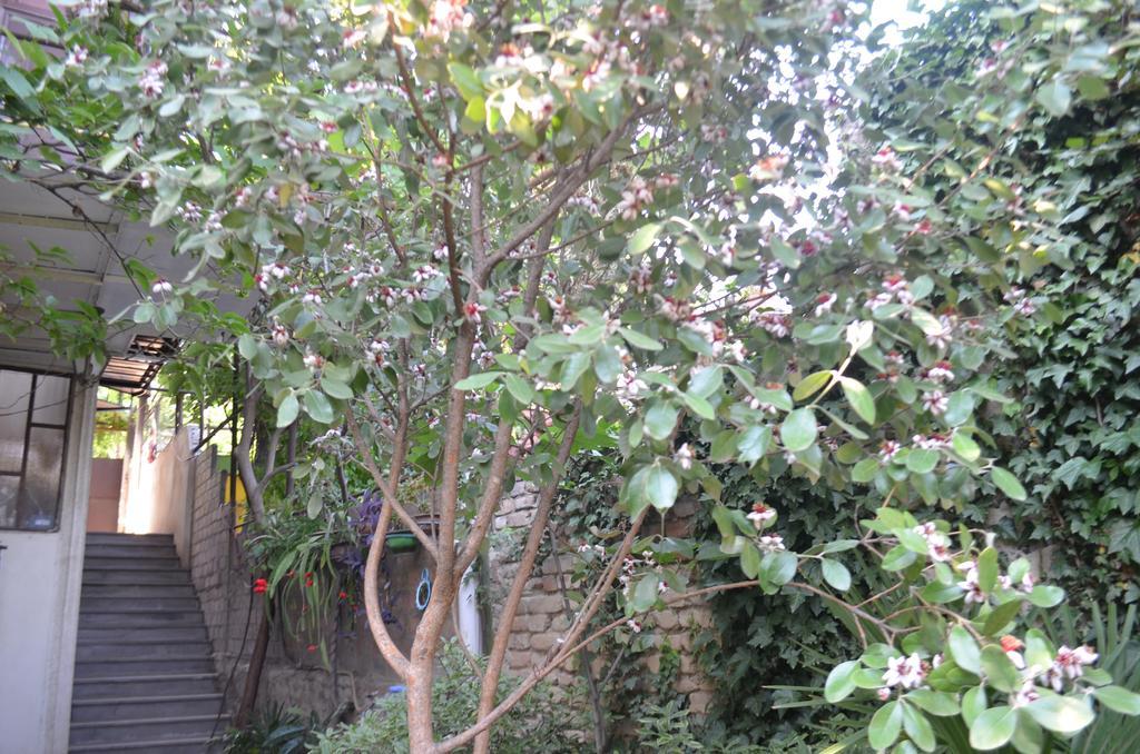 Alex'S Cosy Guesthouse Tbilisi Buitenkant foto
